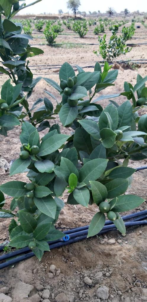 Plot For Sale in Sai One City