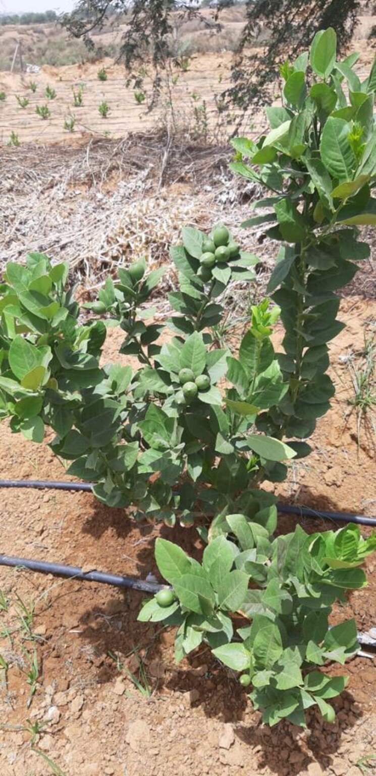 Garden, sai-one-city  100 Sq.Yd. Plot In Sadullapur Greater Noida 7853736