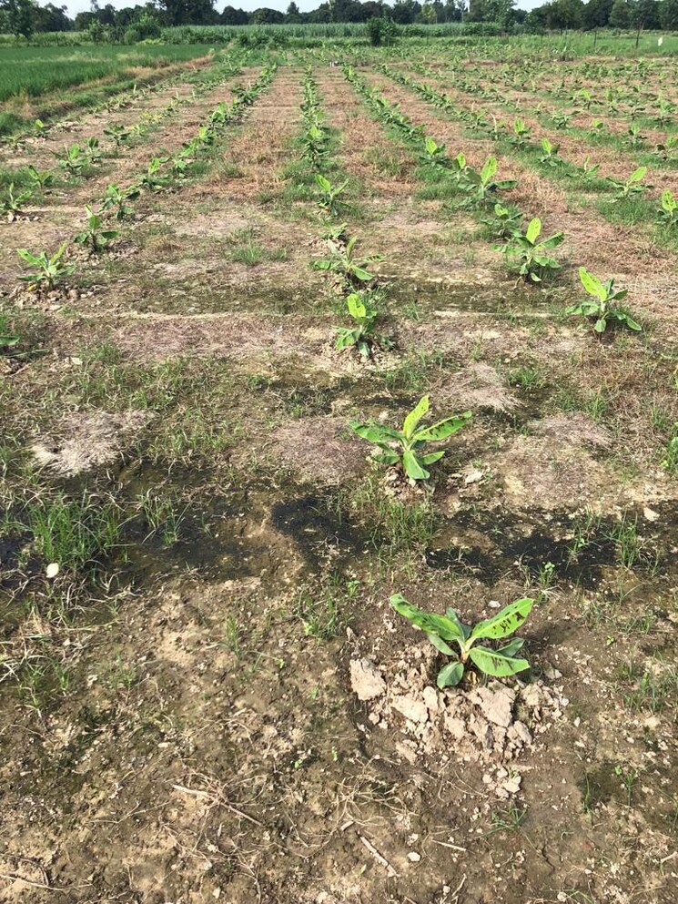 undefined, sai-one-city  100 Sq.Yd. Plot In Sadullapur Greater Noida 7853736