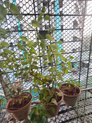 Balcony in 2 BHK Apartment at Ram Granth CHS, Mira Road – for Sale