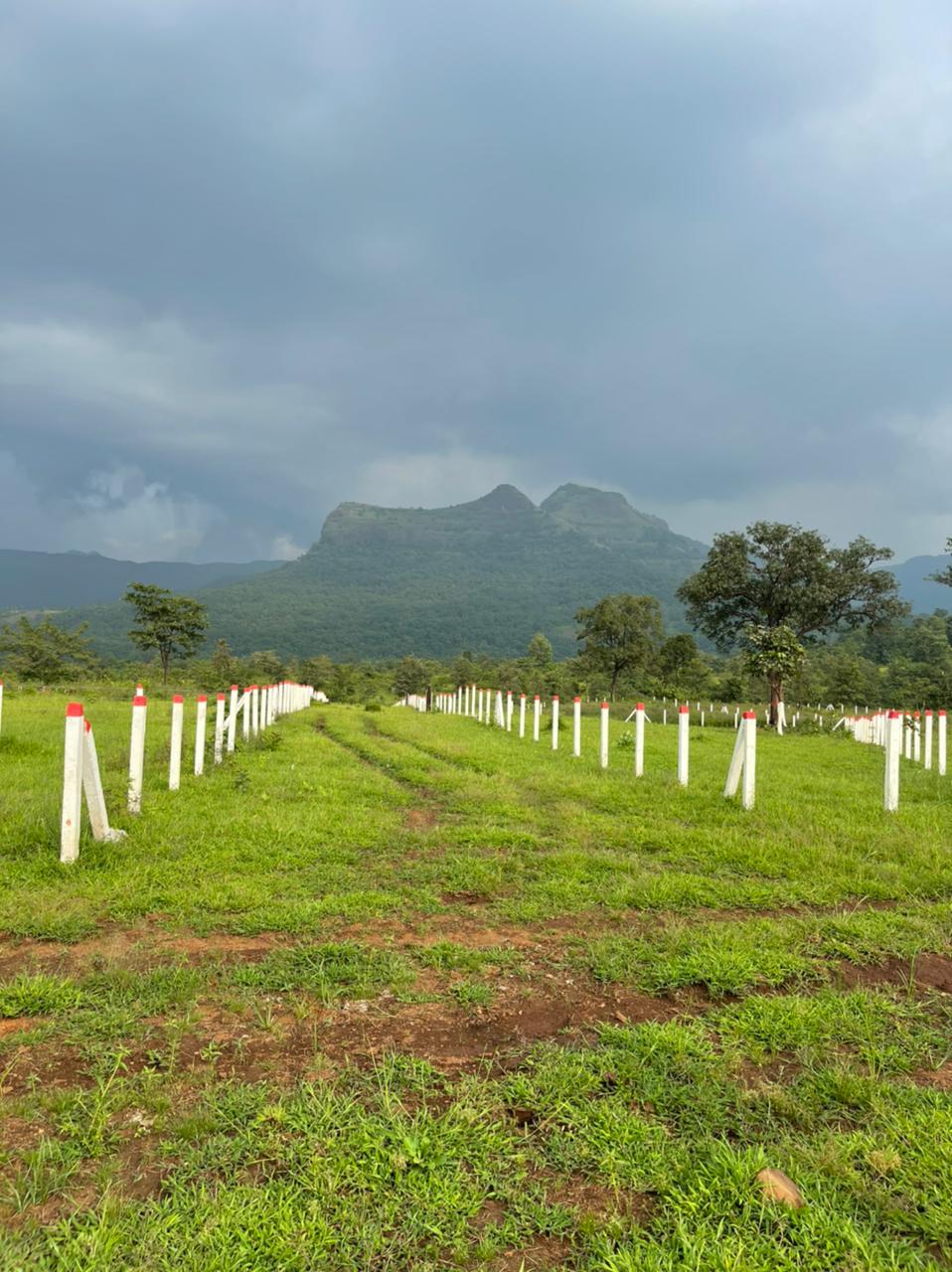 Plot For Sale in Vindhane