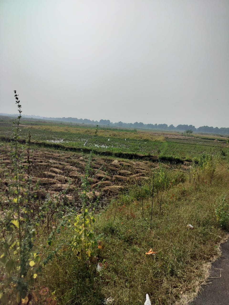 Plot For Sale in Vindhane