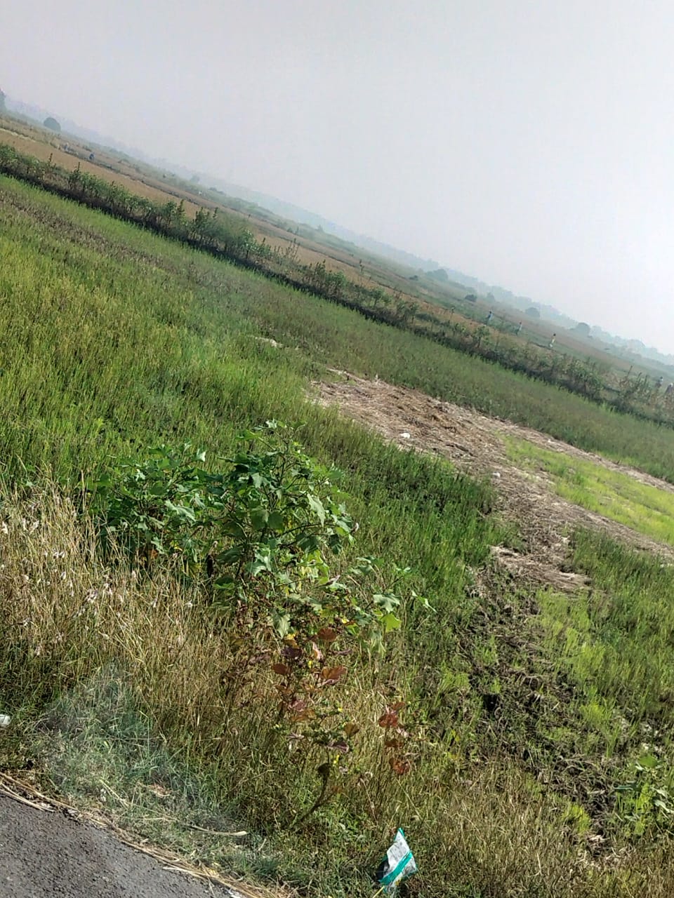 Plot For Sale in Chirle