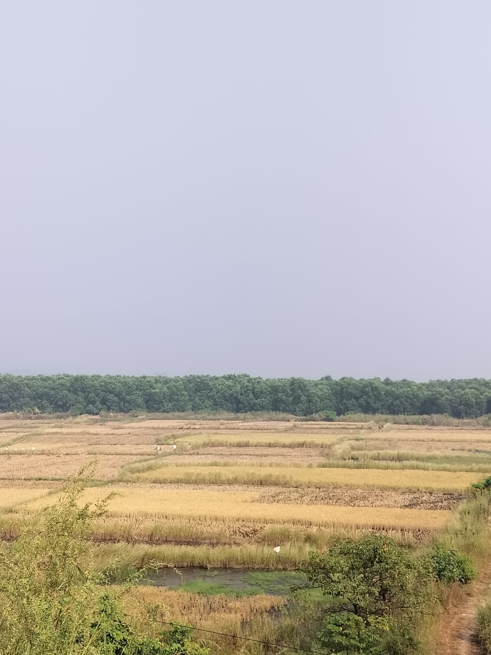 Plot For Sale in Chirle