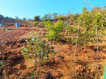  Plot – Exterior View View at Mangaon - for Sale