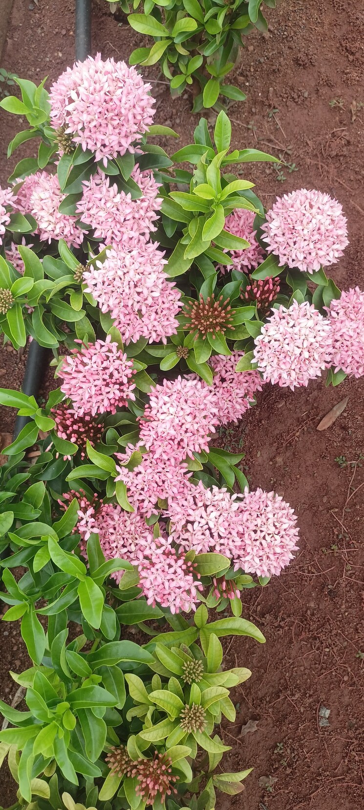 Garden, sri-bhumi-eeshaanya  350 Sq.Yd. Plot In Kankipadu Vijayawada 7870855