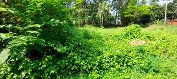 Plot For Resale in Ayyanthole Thrissur  7871639