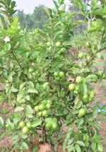 10440 Sq.Yd. Plot in Sk Farm 