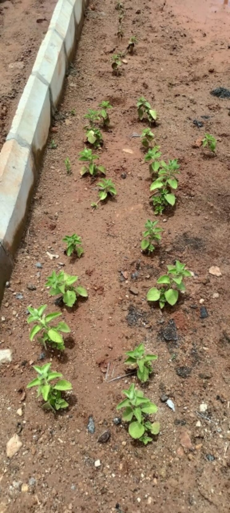 undefined, sri-bhumi-eeshaanya  166 Sq.Yd. Plot In Kankipadu Vijayawada 7885472