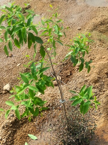 Plot Area in  Plot at Jangaon – for Sale