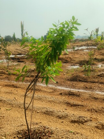 Plot Area in  Plot at Jangaon – for Sale