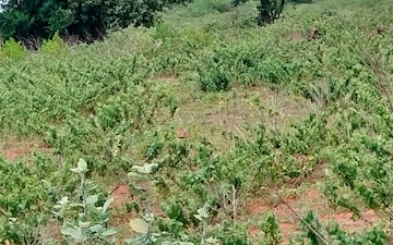 Plot For Sale in Bibinagar