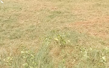 Plot For Sale in Omaxe New Chandigarh, North Mullanpur