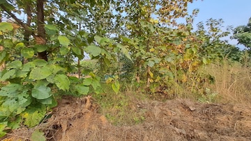 Plot Area in  Plot at Alibag – for Sale