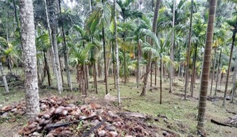 Plot For Resale in Chettipeedika Kannur  7894390