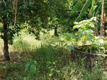 Plot For Resale in Kodakara Thrissur  7895604