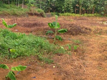 Plot For Resale in Puthukkad Thrissur  7896048