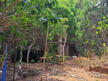 Plot For Resale in Chemmannur Thrissur  7899055