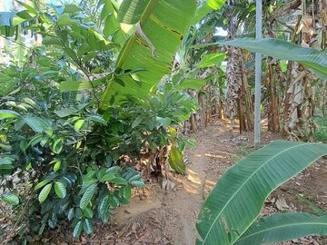  Plot – Exterior View View at Chemmannur - for Sale