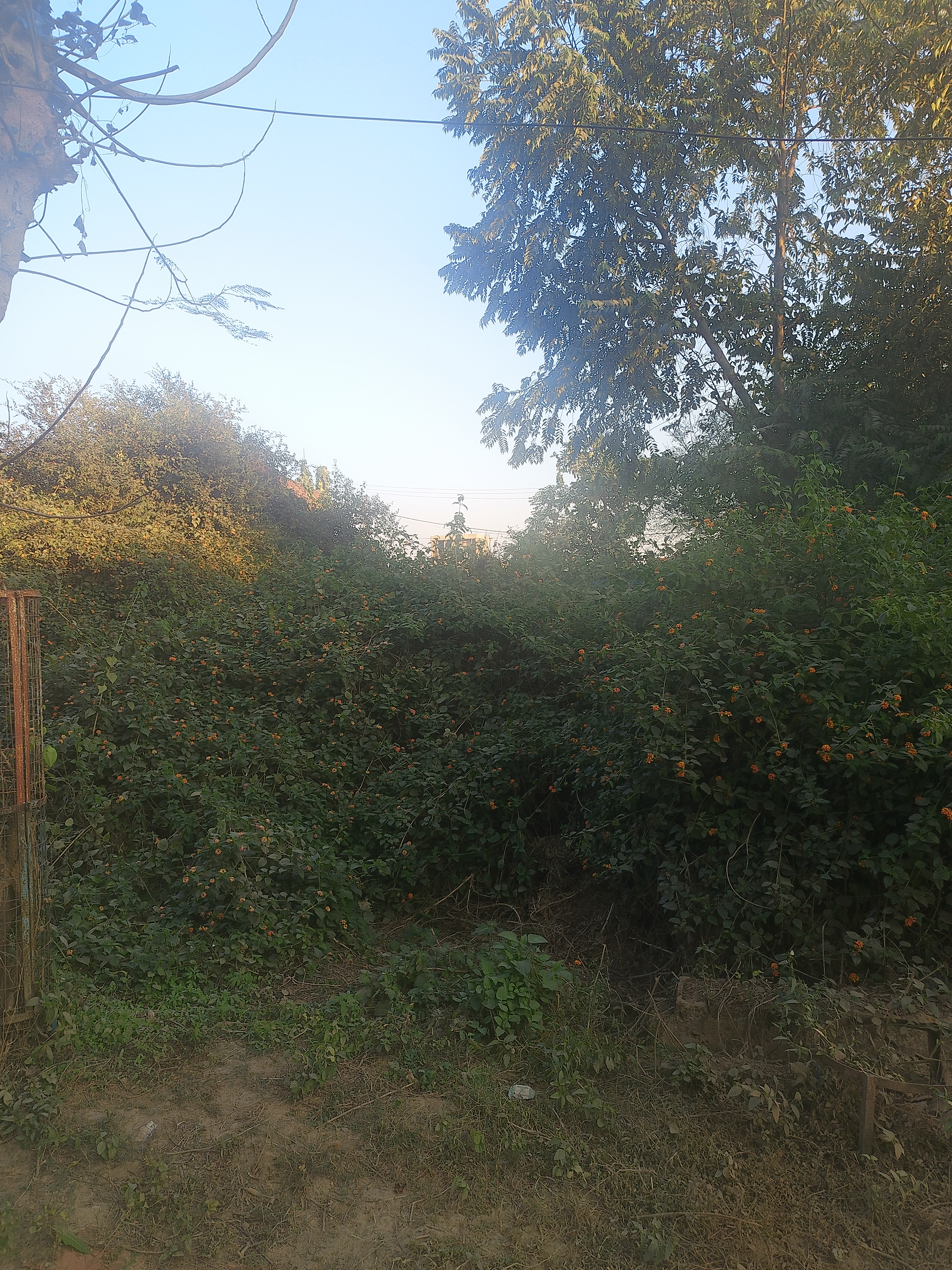 Plot For Sale in Lalbagh