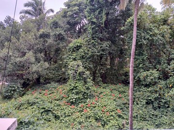 2 BHK Apartment – Garden View at Varca - for Rent