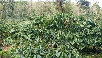  Land – Garden View at ChikmagaluR-Kadur Bypass Road - for Sale