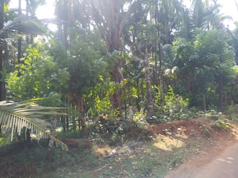 Commercial Land 126 Acre For Resale in ChikmagaluR-Kadur Bypass Road Chikmagalur  7906514