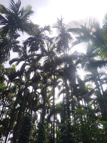  Land – Garden View at ChikmagaluR-Kadur Bypass Road - for Sale