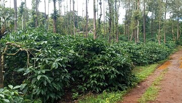  Land – Exterior View View at ChikmagaluR-Kadur Bypass Road - for Sale