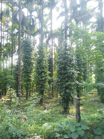  Land – Garden View at ChikmagaluR-Kadur Bypass Road - for Sale