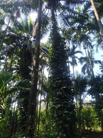  Land – Garden View at ChikmagaluR-Kadur Bypass Road - for Sale