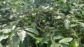  Land – Map Location View at ChikmagaluR-Kadur Bypass Road - for Sale