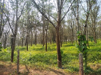 Commercial Land 126 Acre For Resale in ChikmagaluR-Kadur Bypass Road Chikmagalur  7906514