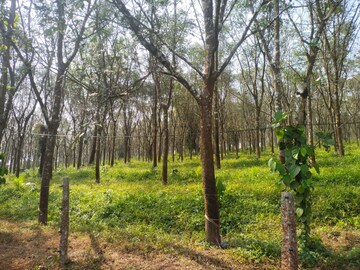 Plot Area in  Land at ChikmagaluR-Kadur Bypass Road – for Sale