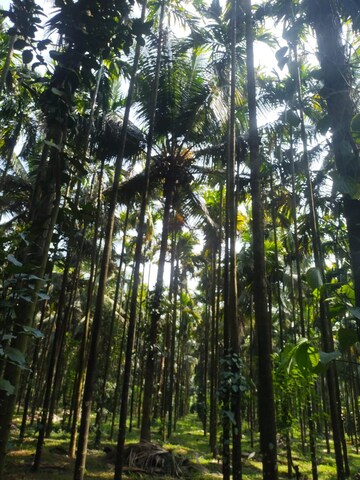  Land – Garden View at ChikmagaluR-Kadur Bypass Road - for Sale