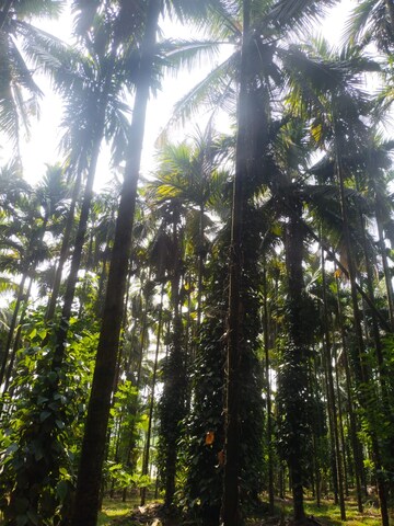  Land – Garden View at ChikmagaluR-Kadur Bypass Road - for Sale