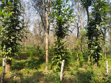 Plot Area in  Land at ChikmagaluR-Kadur Bypass Road – for Sale