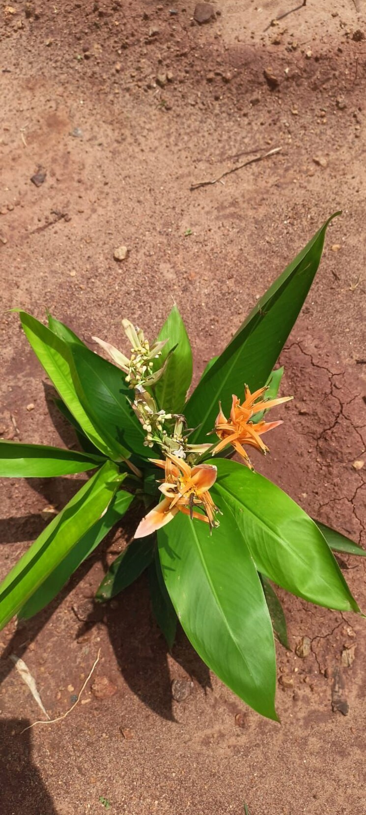 Garden, sri-bhumi-eeshaanya  600 Sq.Yd. Plot In Kankipadu Vijayawada 7908571