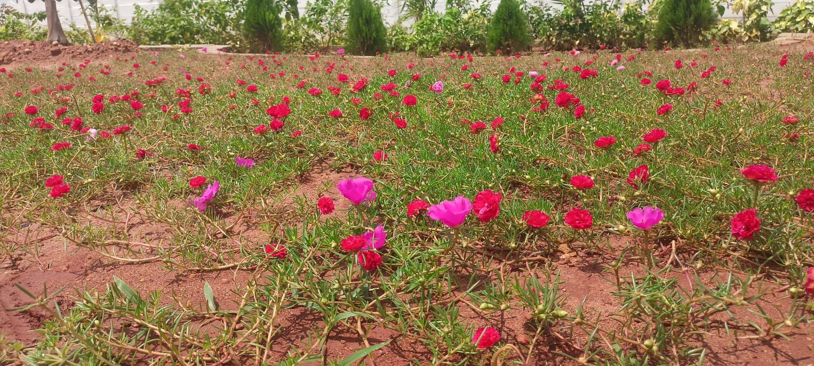 Plot For Sale in Sri Bhumi Eeshaanya