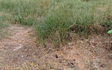 Plot For Sale in Sector 02