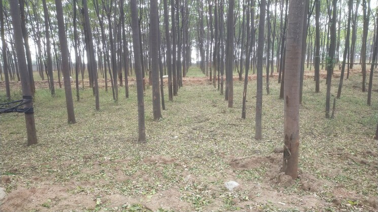 undefined, shankarpalli  605 Sq.Yd. Plot In Shankarpalli Hyderabad 7914436