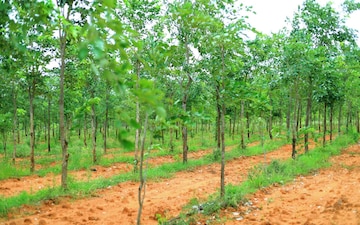 Plot For Sale in Nelakondapally
