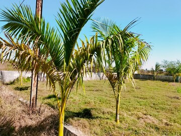  Plot – Exterior View View at Mandir Hasaud - for Sale