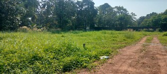 Plot For Resale in Nellikunnu Thrissur  7919158