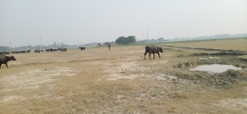 Plot Area in  Land at Sandila – for Sale
