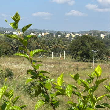 Plot Area in  Plot at Denkanikotta rd – for Sale