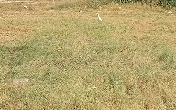 Plot For Sale in Chandigarh Airport