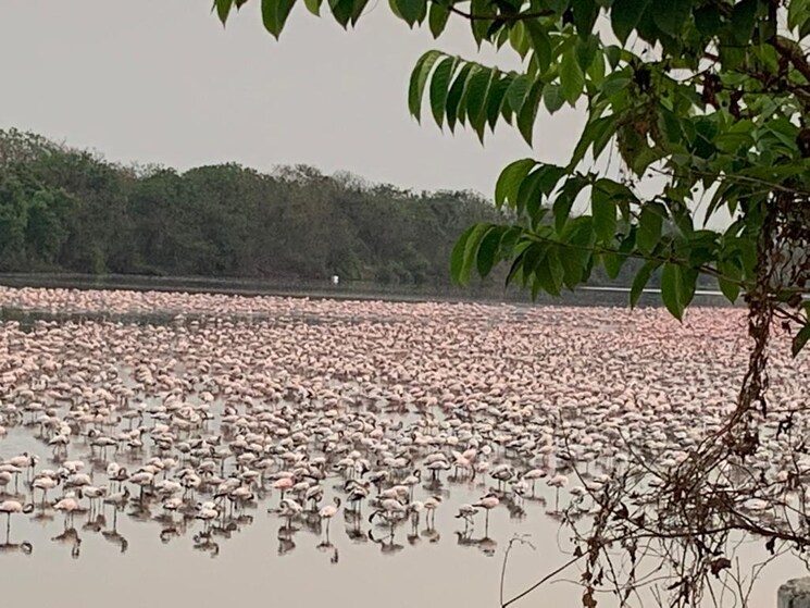 undefined, universal-the-oasis 2 Bedroom 1150 Sq.Ft. Apartment In Cbd Belapur Sector 30 Navi Mumbai 7934408