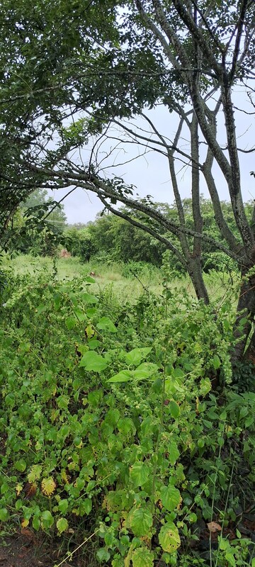  Plot – Garden View at Banashankari 6th Stage - for Sale