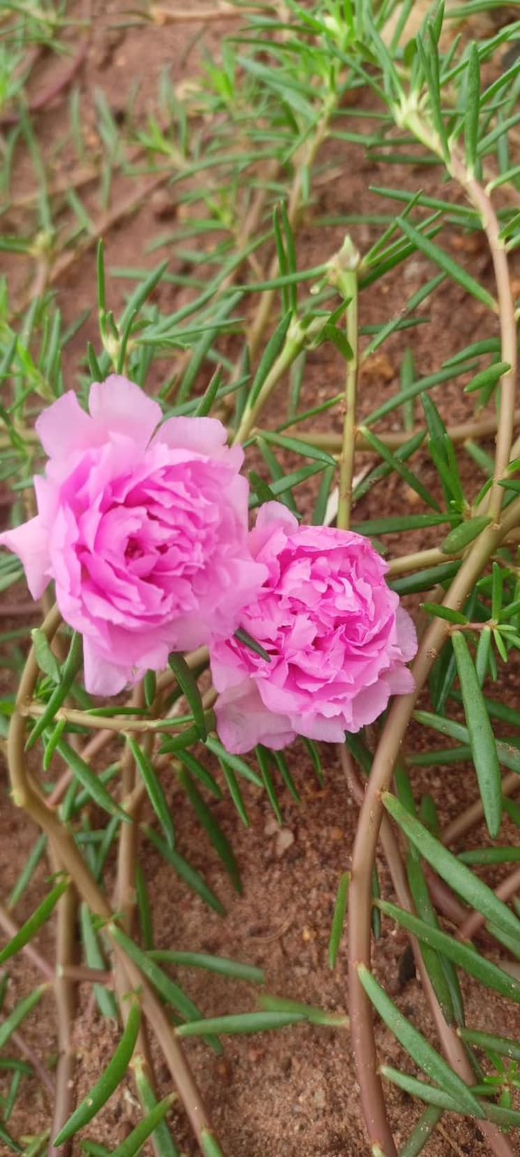 Map Location, sri-bhumi-eeshaanya  250 Sq.Yd. Plot In Kankipadu Vijayawada 7944401